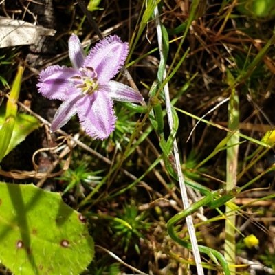 Thysanotus patersonii (Twining Fringe Lily) at West Wodonga, VIC - 17 Oct 2021 by ClaireSee