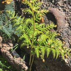 Hypolepis sp. (A Ground Fern) at Mount Clear, ACT - 17 Oct 2021 by Ned_Johnston