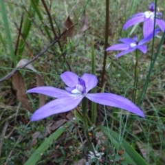 Glossodia major (Wax Lip Orchid) at Bruce, ACT - 15 Oct 2021 by JanetRussell