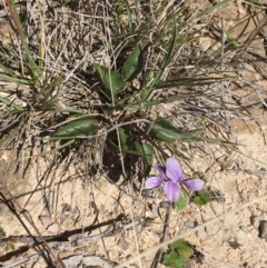 Viola betonicifolia (Mountain Violet) at Mount Clear, ACT - 17 Oct 2021 by Ned_Johnston