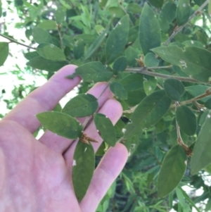 Pomaderris andromedifolia at Paddys River, ACT - 9 Oct 2021