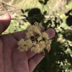 Pomaderris andromedifolia at Paddys River, ACT - 9 Oct 2021