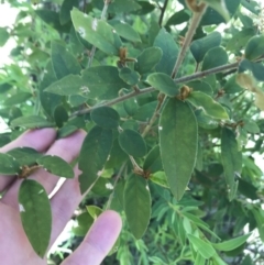 Pomaderris andromedifolia at Paddys River, ACT - 9 Oct 2021