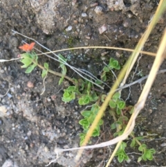 Lysimachia arvensis (Scarlet Pimpernel) at Mount Clear, ACT - 17 Oct 2021 by NedJohnston