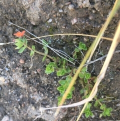 Lysimachia arvensis (Scarlet Pimpernel) at Mount Clear, ACT - 17 Oct 2021 by Ned_Johnston