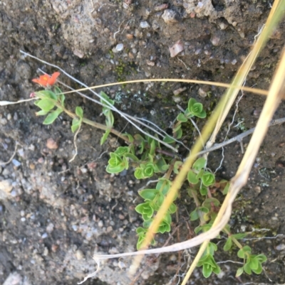 Lysimachia arvensis (Scarlet Pimpernel) at Mount Clear, ACT - 17 Oct 2021 by NedJohnston