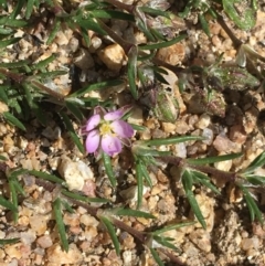 Spergularia rubra (Sandspurrey) at Namadgi National Park - 17 Oct 2021 by NedJohnston