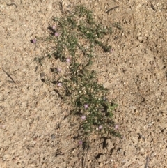 Spergularia rubra at Mount Clear, ACT - 17 Oct 2021