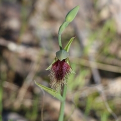 Calochilus robertsonii (Beard Orchid) at Beechworth, VIC - 17 Oct 2021 by KylieWaldon