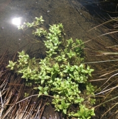 Veronica anagallis-aquatica (Blue Water Speedwell) at Mount Clear, ACT - 17 Oct 2021 by Ned_Johnston