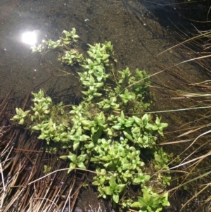 Veronica anagallis-aquatica at Mount Clear, ACT - 17 Oct 2021 02:53 PM