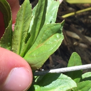 Veronica anagallis-aquatica at Mount Clear, ACT - 17 Oct 2021 02:53 PM