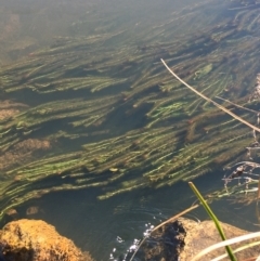 Myriophyllum sp. at Mount Clear, ACT - 17 Oct 2021