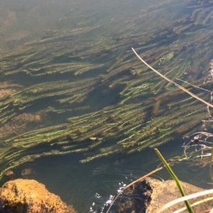 Myriophyllum sp. at Mount Clear, ACT - 17 Oct 2021