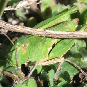 Perala viridis at Mount Clear, ACT - 17 Oct 2021 09:37 PM