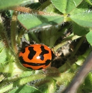 Coccinella transversalis at Mount Clear, ACT - 17 Oct 2021 03:23 PM