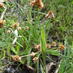 Luzula densiflora at Bruce, ACT - 16 Oct 2021 08:52 AM