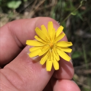 Crepis capillaris at Paddys River, ACT - 9 Oct 2021 01:11 PM