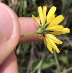 Crepis capillaris at Paddys River, ACT - 9 Oct 2021 01:11 PM