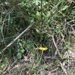 Crepis capillaris at Paddys River, ACT - 9 Oct 2021 01:11 PM