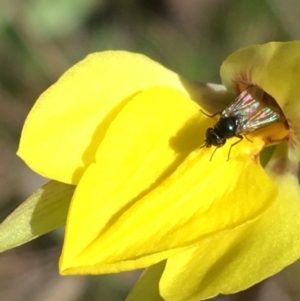 Diuris subalpina at Mount Clear, ACT - 17 Oct 2021