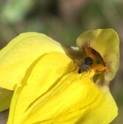 Diuris subalpina at Mount Clear, ACT - 17 Oct 2021