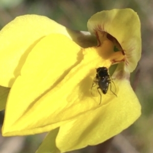 Diuris subalpina at Mount Clear, ACT - 17 Oct 2021