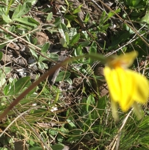 Diuris subalpina at Mount Clear, ACT - 17 Oct 2021