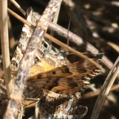 Chrysolarentia chrysocyma at Mount Clear, ACT - 17 Oct 2021 by NedJohnston