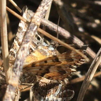 Chrysolarentia chrysocyma at Mount Clear, ACT - 17 Oct 2021 by Ned_Johnston