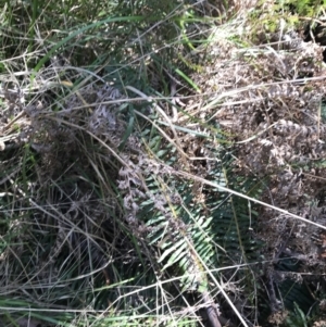 Blechnum nudum at Paddys River, ACT - 9 Oct 2021 01:14 PM