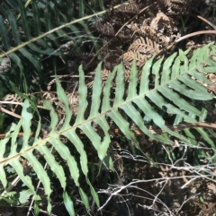 Blechnum nudum at Paddys River, ACT - 9 Oct 2021 01:14 PM