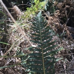 Blechnum nudum at Paddys River, ACT - 9 Oct 2021 01:14 PM