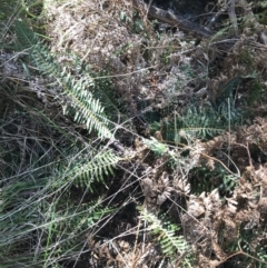 Blechnum nudum at Paddys River, ACT - 9 Oct 2021 01:14 PM