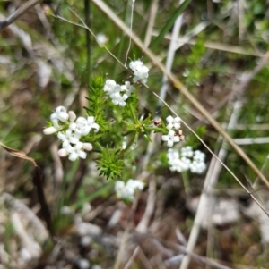 Asperula conferta at Throsby, ACT - 17 Oct 2021