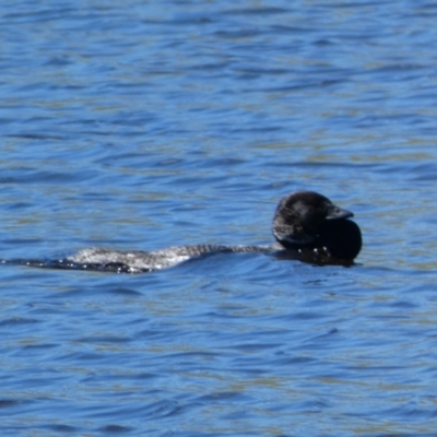 Biziura lobata (Musk Duck) at Woodhouselee, NSW - 17 Oct 2021 by SteveBorkowskis