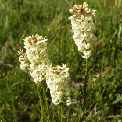 Stackhousia monogyna (Creamy Candles) at Kambah, ACT - 15 Oct 2021 by MatthewFrawley