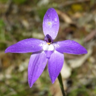 Glossodia major (Wax Lip Orchid) at Mount Taylor - 15 Oct 2021 by MatthewFrawley