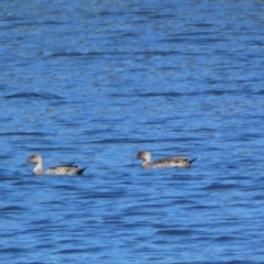 Anas gracilis (Grey Teal) at Pejar, NSW - 17 Oct 2021 by SteveBorkowskis