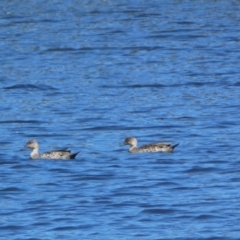 Anas gracilis (Grey Teal) at Pejar, NSW - 17 Oct 2021 by Steve_Bok