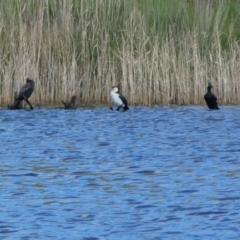 Microcarbo melanoleucos (Little Pied Cormorant) at Woodhouselee, NSW - 17 Oct 2021 by SteveBorkowskis