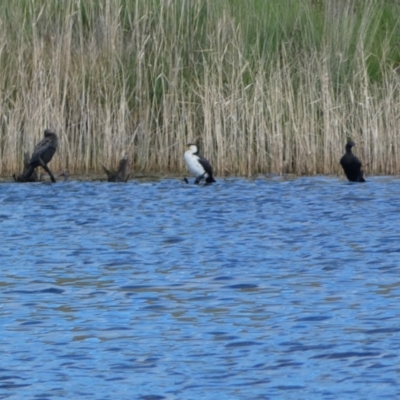 Microcarbo melanoleucos (Little Pied Cormorant) at Woodhouselee, NSW - 17 Oct 2021 by SteveBorkowskis