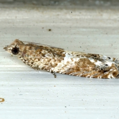 Crocidosema plebejana (Cotton Tipworm Moth) at Ainslie, ACT - 1 Sep 2021 by jb2602