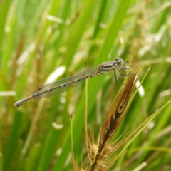 Austrolestes leda at Kambah, ACT - 16 Oct 2021 01:14 PM