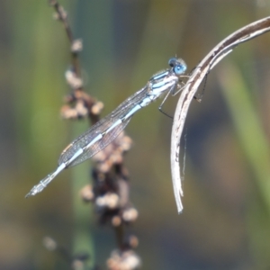 Austrolestes annulosus at Pejar, NSW - 17 Oct 2021