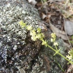 Galium gaudichaudii subsp. gaudichaudii (Rough Bedstraw) at Mount Taylor - 15 Oct 2021 by MatthewFrawley