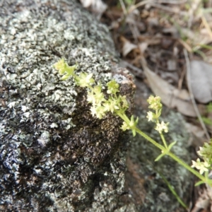 Galium gaudichaudii subsp. gaudichaudii at Kambah, ACT - 16 Oct 2021