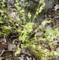 Galium gaudichaudii subsp. gaudichaudii at Kambah, ACT - 16 Oct 2021