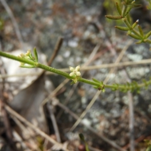 Galium gaudichaudii subsp. gaudichaudii at Kambah, ACT - 16 Oct 2021