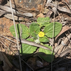 Cymbonotus sp. (preissianus or lawsonianus) at Campbell, ACT - 25 Sep 2021